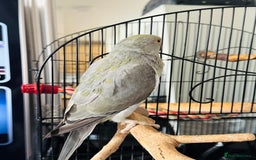 Ringnecks birds for sale: 16 week old Indian grey ring neck parrot  - Image 3