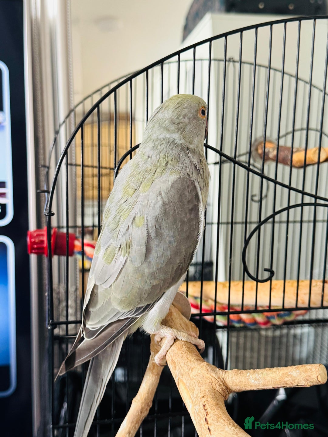 Ringnecks birds for sale: 16 week old Indian grey ring neck parrot  - Image 3