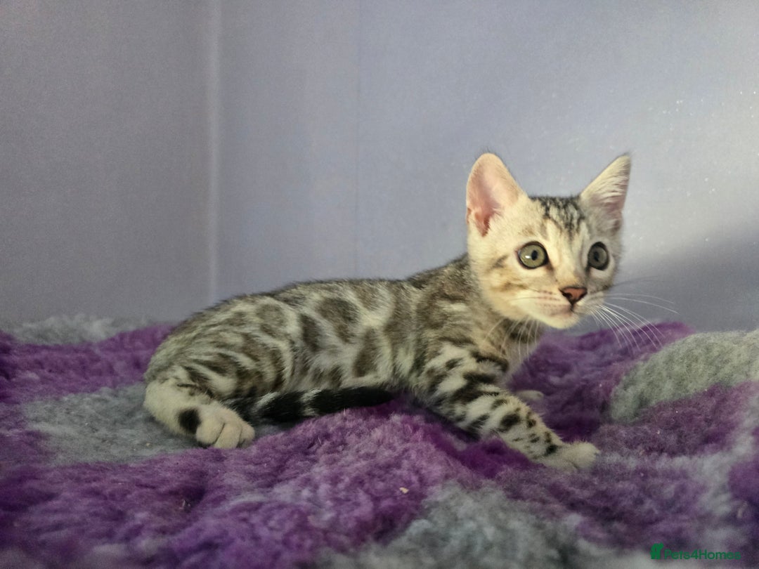 Bengal cats for sale: TICA Champion Bengal Kittens  - Image 8