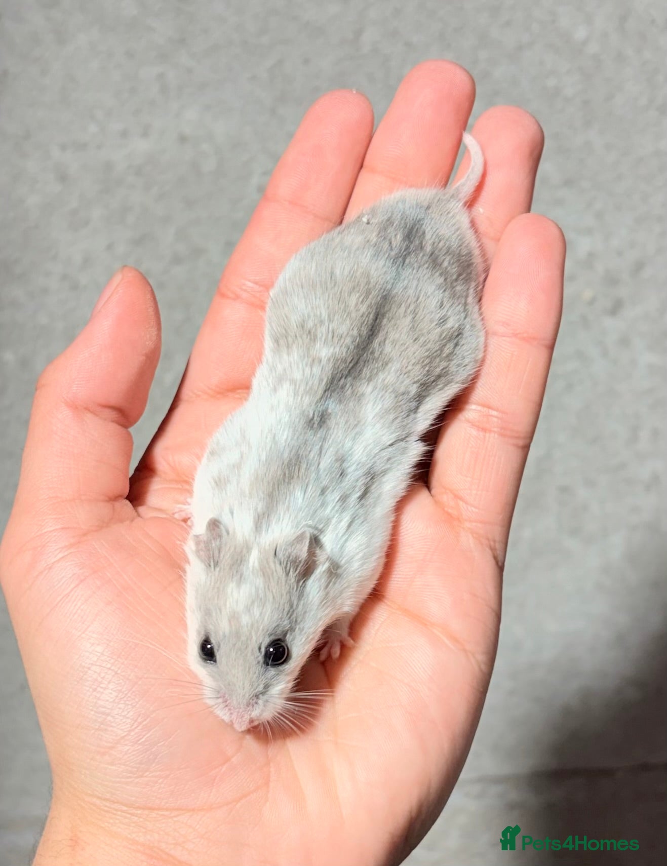 Hamster rodents OLDER STUNNING TAME PEDIGREE HAMSTERS - Advert 3