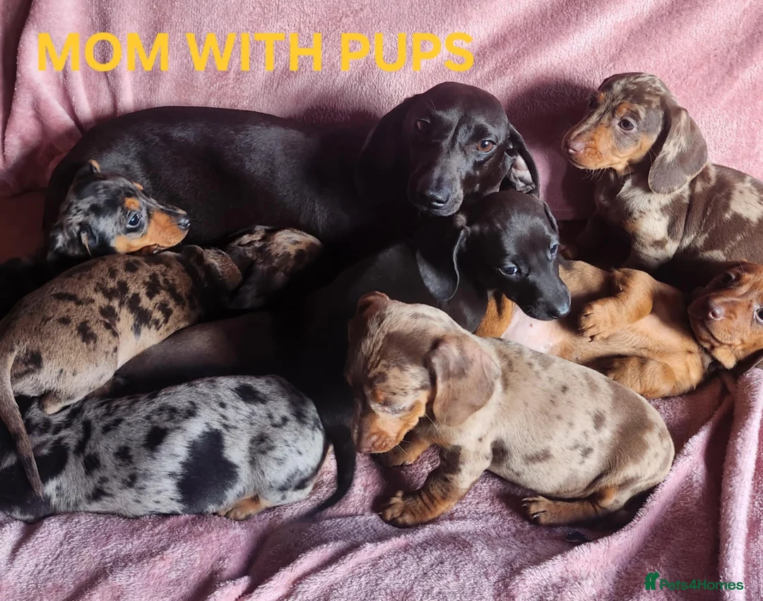 Miniature Dachshund dogs for sale: 🐶🐶8 stunning miniature dashund puppy’s  - Advert 20