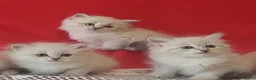 Siberian cats for sale: GCCF Registered Siberian Kitten For Sale  - Advert 3