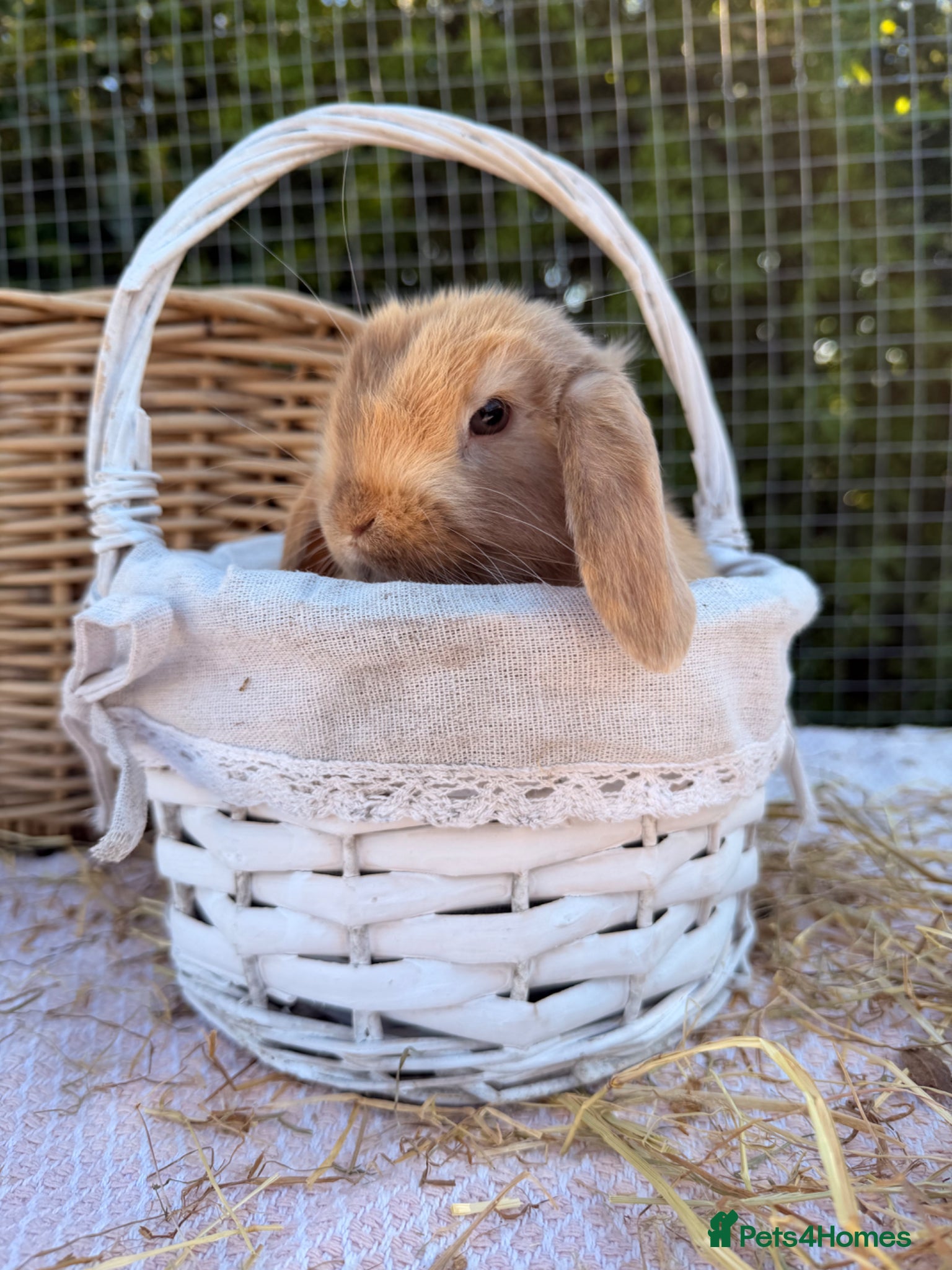 Mini Lop rabbits *Mini Lop Babies  - Advert 2