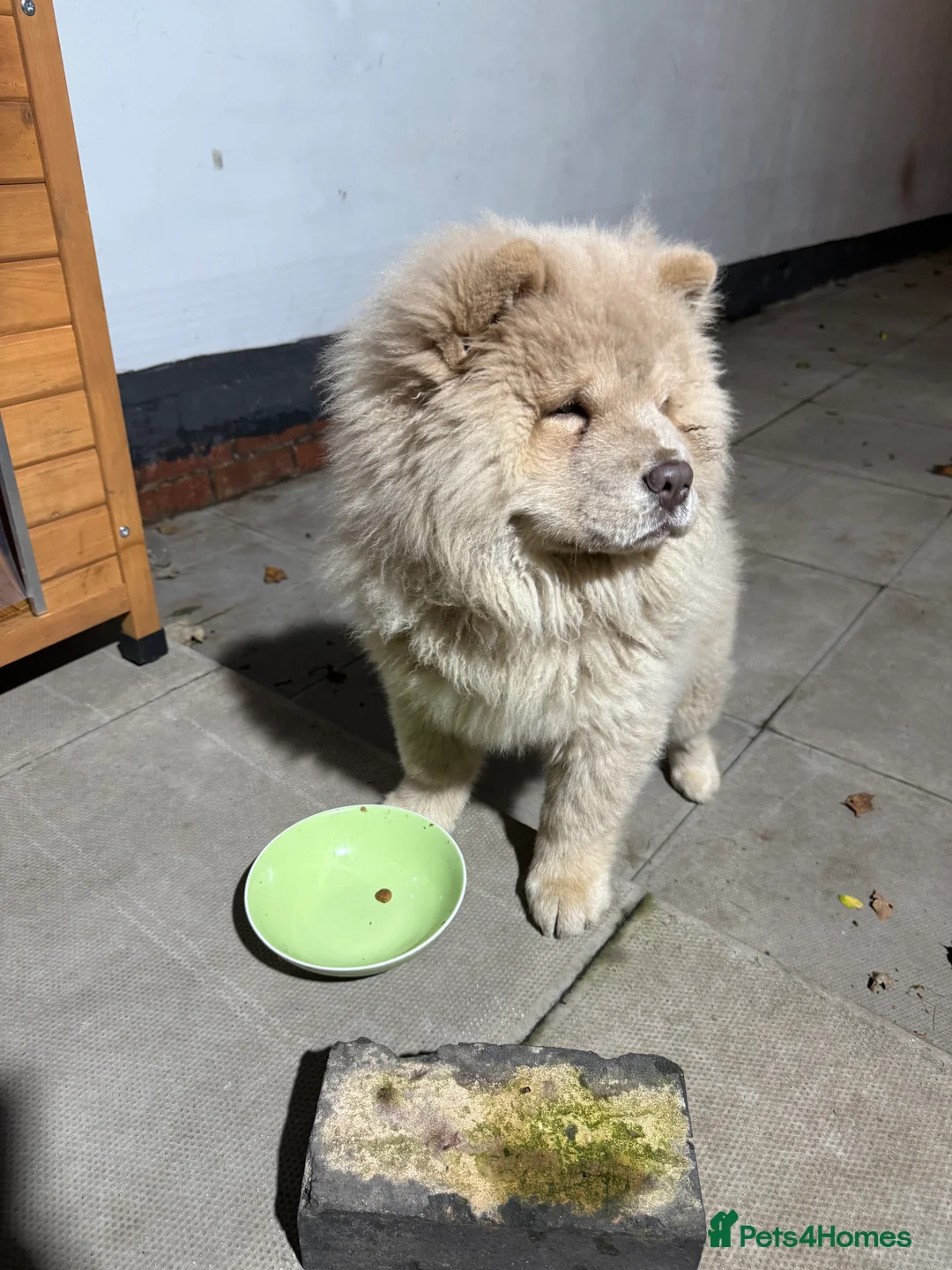 Chow Chow dogs for sale: 5 month old chow how for sale  - Advert 2