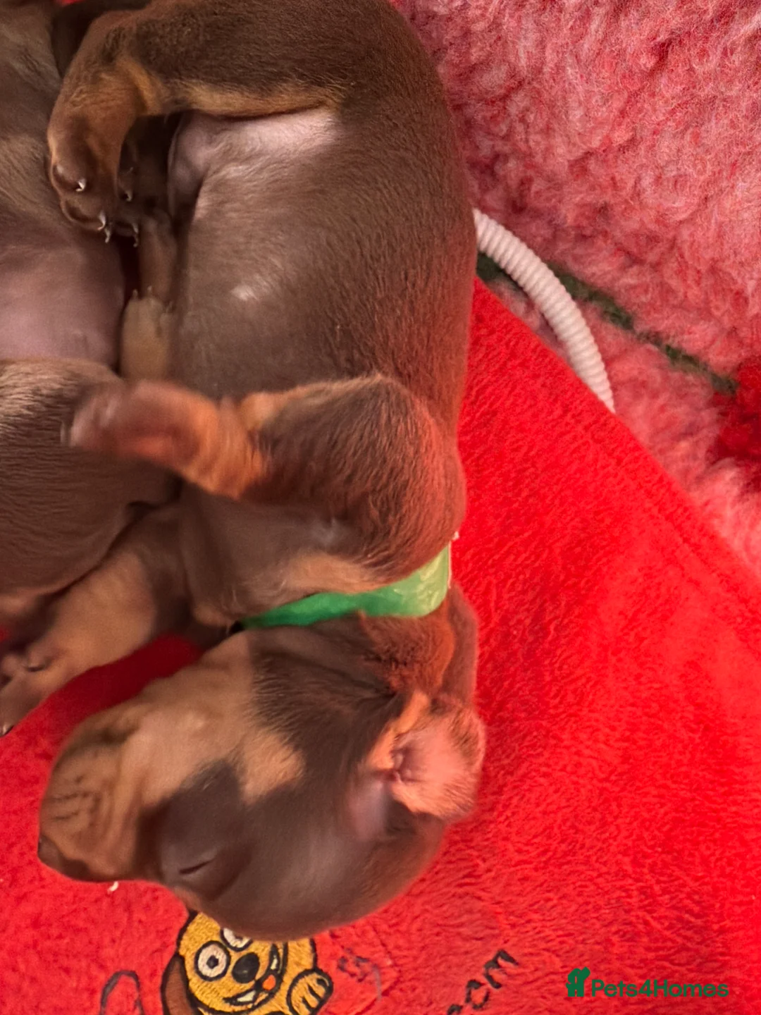 Miniature Dachshund dogs for sale: Miniature dachshund  - Advert 2