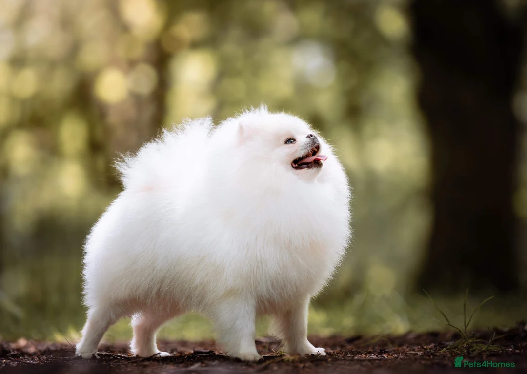 Pomeranian dogs for stud: For stud beautiful pure white Pomeranian in Leeds - Advert 4