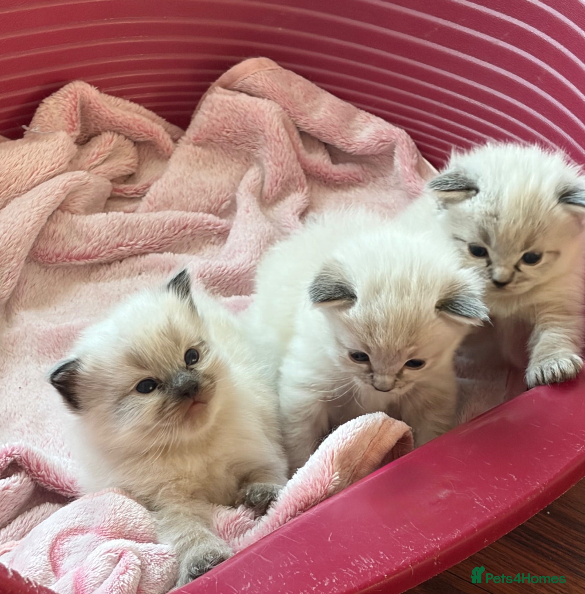 Ragdoll cats Beautiful ragdoll girls!  - Advert 2