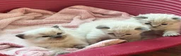 Ragdoll cats for sale: Beautiful ragdoll girls!  - Advert 2
