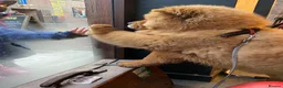 Chow Chow dogs for stud: Hesh  in Liverpool - Advert 2