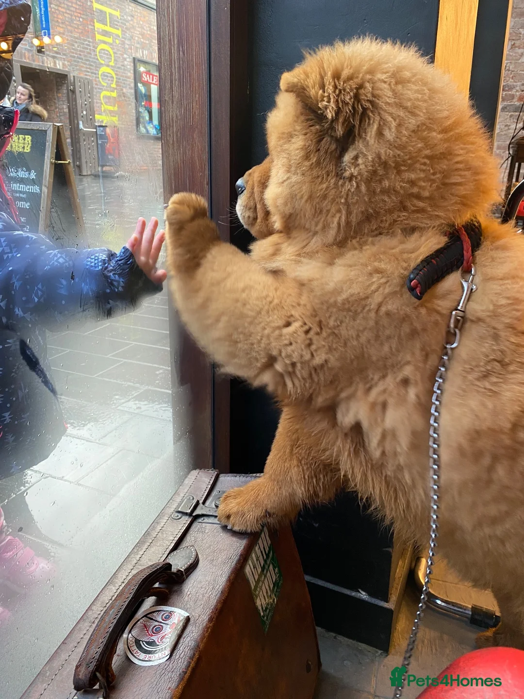 Chow Chow dogs for stud: Hesh  in Liverpool - Advert 2