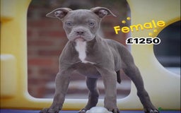 Old Tyme Bulldog dogs for sale: COUNCIL APPROVED⭐️5⭐️LICENSED.23 YEARS EXPERIENCE  - Image 5