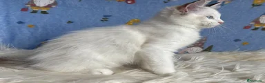 Ragdoll 3 Reserved
