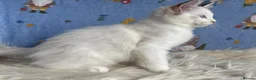 Ragdoll cats for sale: Beautiful Tica Registered Kittens Ragdoll - Advert 18