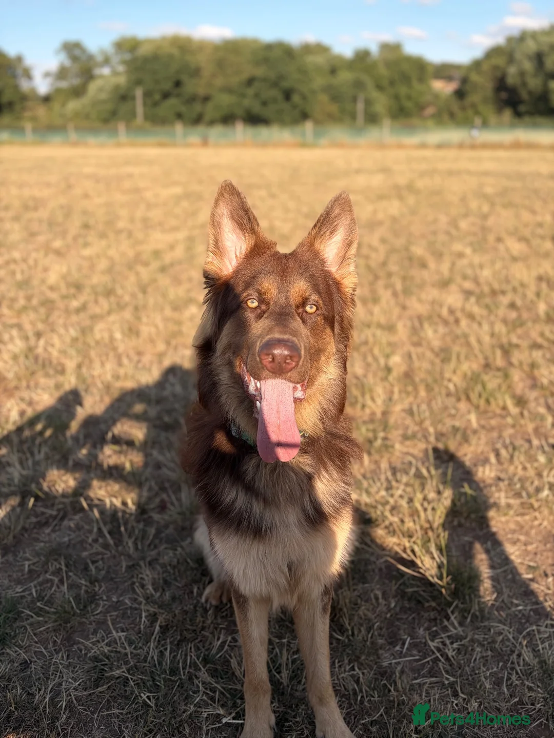 German Shepherd dogs for sale: 1 year old needing loving home in Loughborough - Advert 3