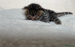 Bengal cats for sale: Bengal kittens for sale-Stunning 3-color Rosettes  - Image 20