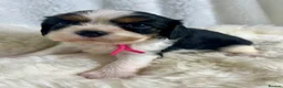 Cavalier King Charles Spaniel dogs for sale: Top quality, health tested Cavalier King Charles  - Advert 15