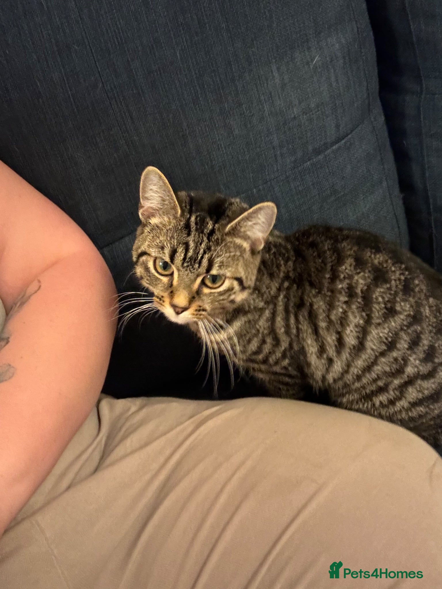 Domestic Shorthair cats 2 Female kittens for sale - Advert 9