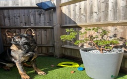 German Shepherd dogs for sale: Female German Shepherd - working line - Advert 11