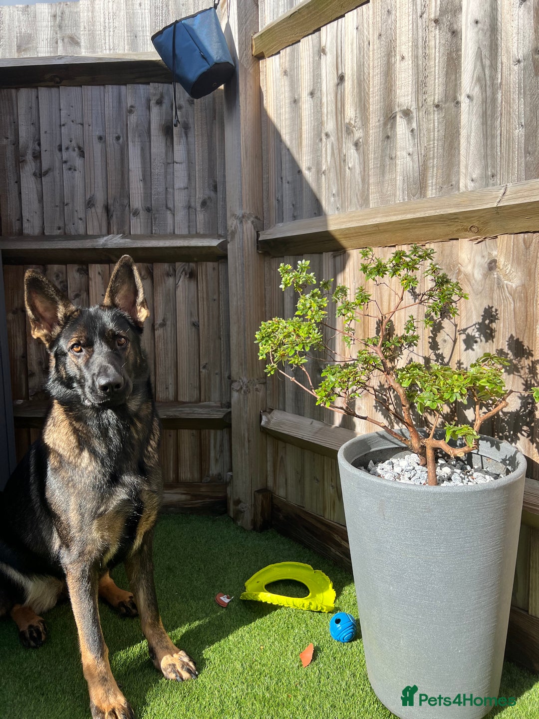 German Shepherd dogs for sale: Female German Shepherd - working line - Advert 11