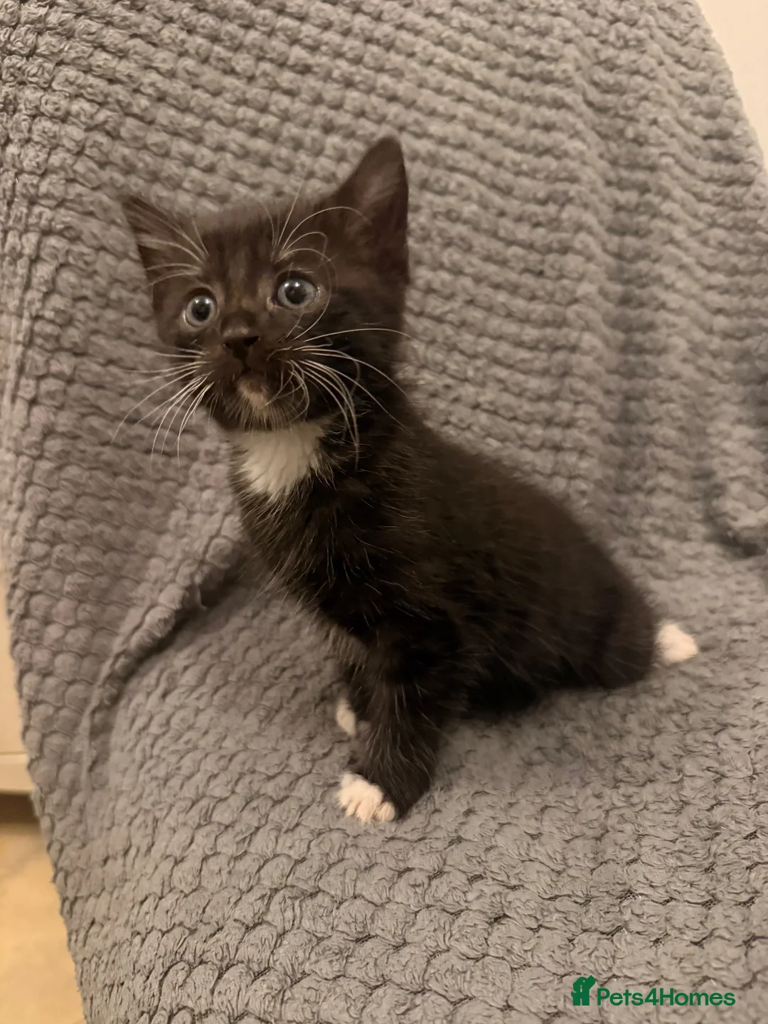 Mixed Breed cats for sale: 4 little kittens looking for new home - Advert 8