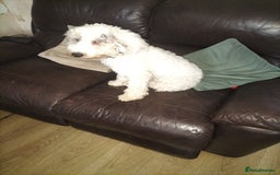 Cockapoo dogs for sale: 7 MONTH OLD MALE COCKAPOO - Image 2