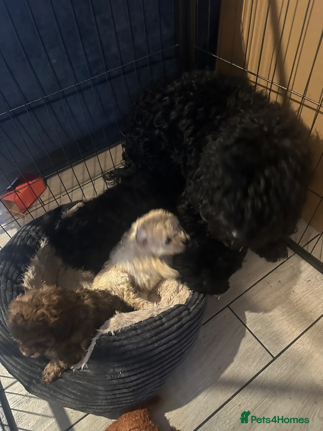 Cockapoo dogs for sale: 3 beautiful Cockapoo puppies - Advert 1