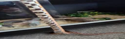 Corn Snake reptiles for sale: 2 female corn snakes in King's Lynn - Advert 3