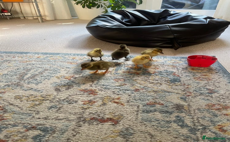Ducks poultry - Advert 5