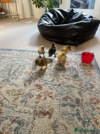 Ducks poultry - Advert 12