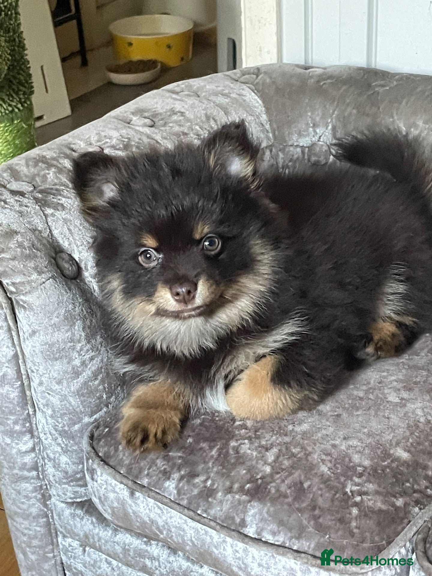 Pomchi dogs for sale: Pomeranian x pups  - Advert 18