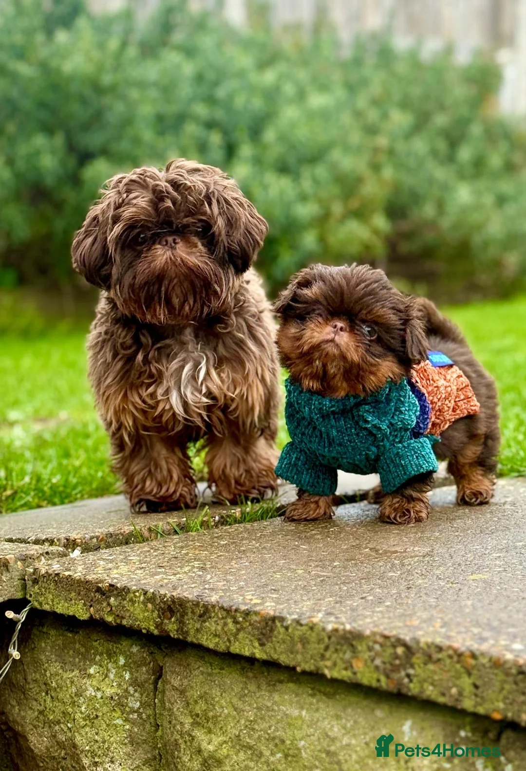 Shih Tzu dogs for stud: 🐶💎 Bumble – Imperial Shih Tzu Stud, kc reg 💎🐶 in Liverpool - Advert 7