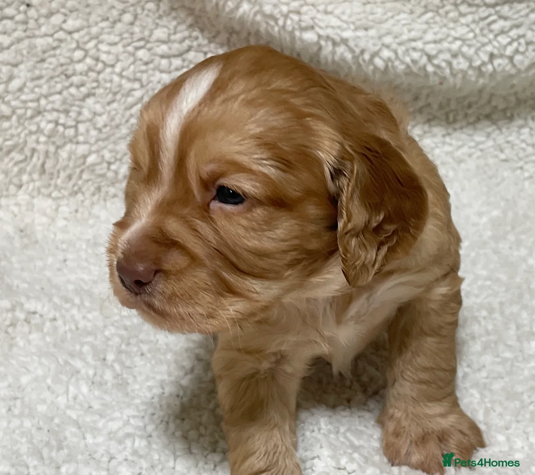 Cocker Spaniel dogs for sale: Working cocker spaniels - Advert 9