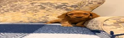 Cocker Spaniel dogs for sale: Fantasticly Bred Health Tested Cockers  - Advert 17