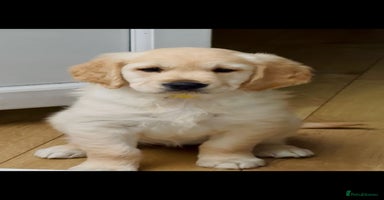 Golden Retriever dogs - Advert 3