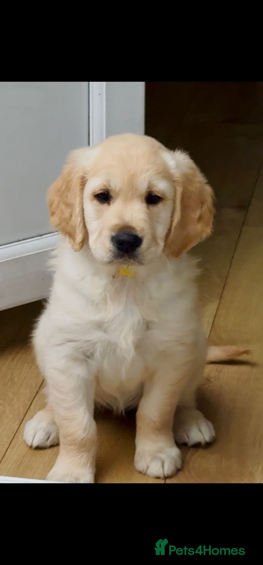 Golden Retriever dogs for sale: Ready to leave KC registered golden retriever - Image 3