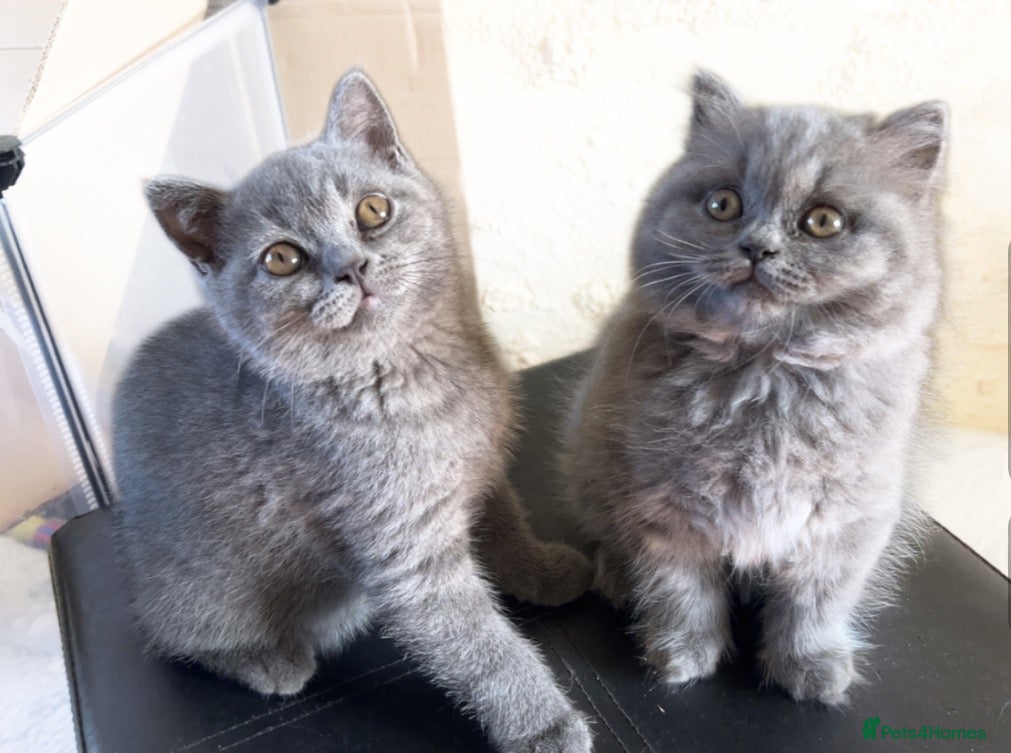 British Shorthair cats British Blue Shorthair Kittens - Advert 9