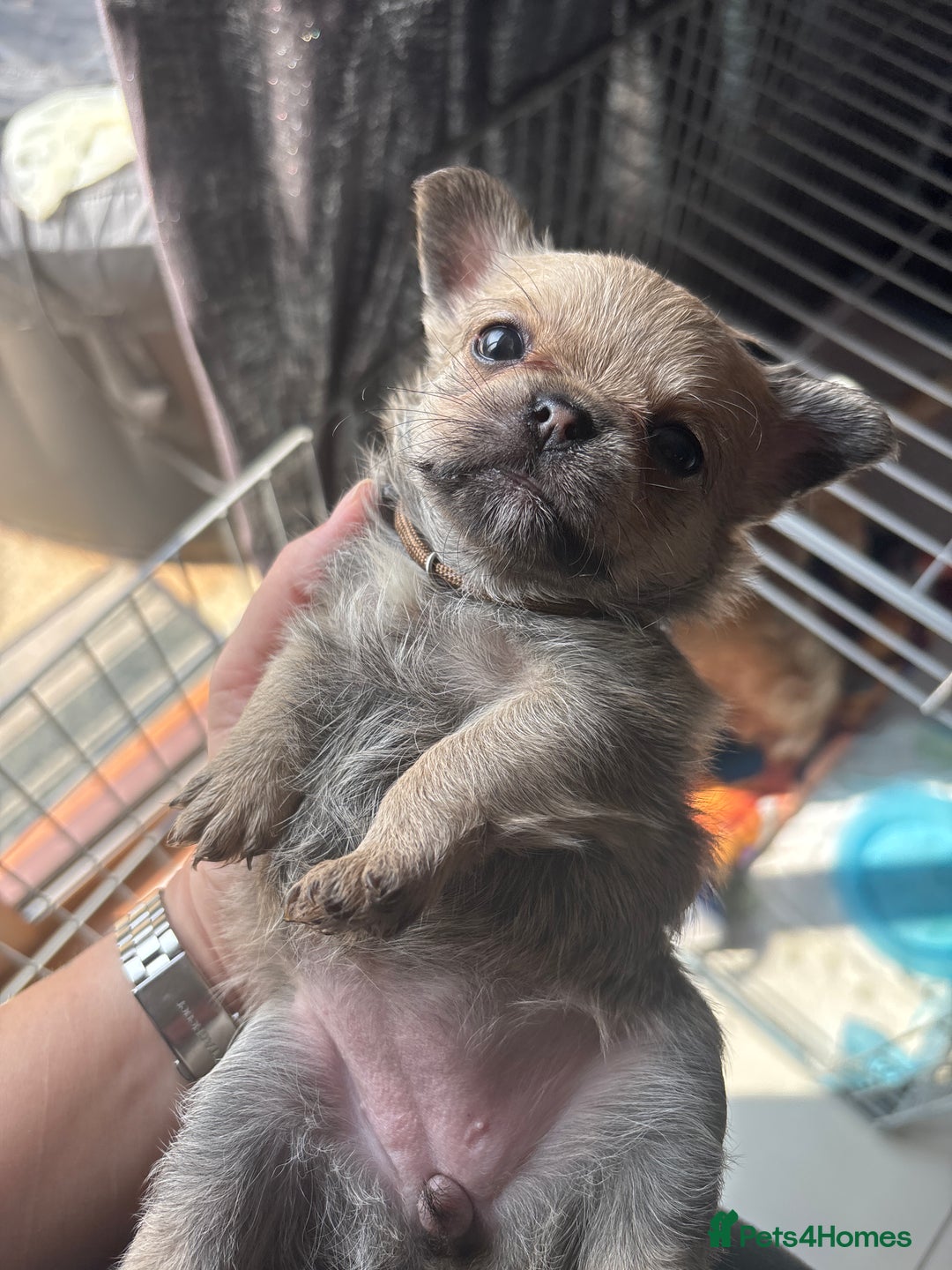 Mixed Breed dogs for sale: 6 beautiful puppies for sale, 3 female and 3 male - Image 27