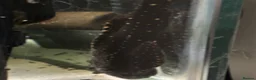 Plecos fish for sale: Adonis Pleco. 30cm.  - Advert 10