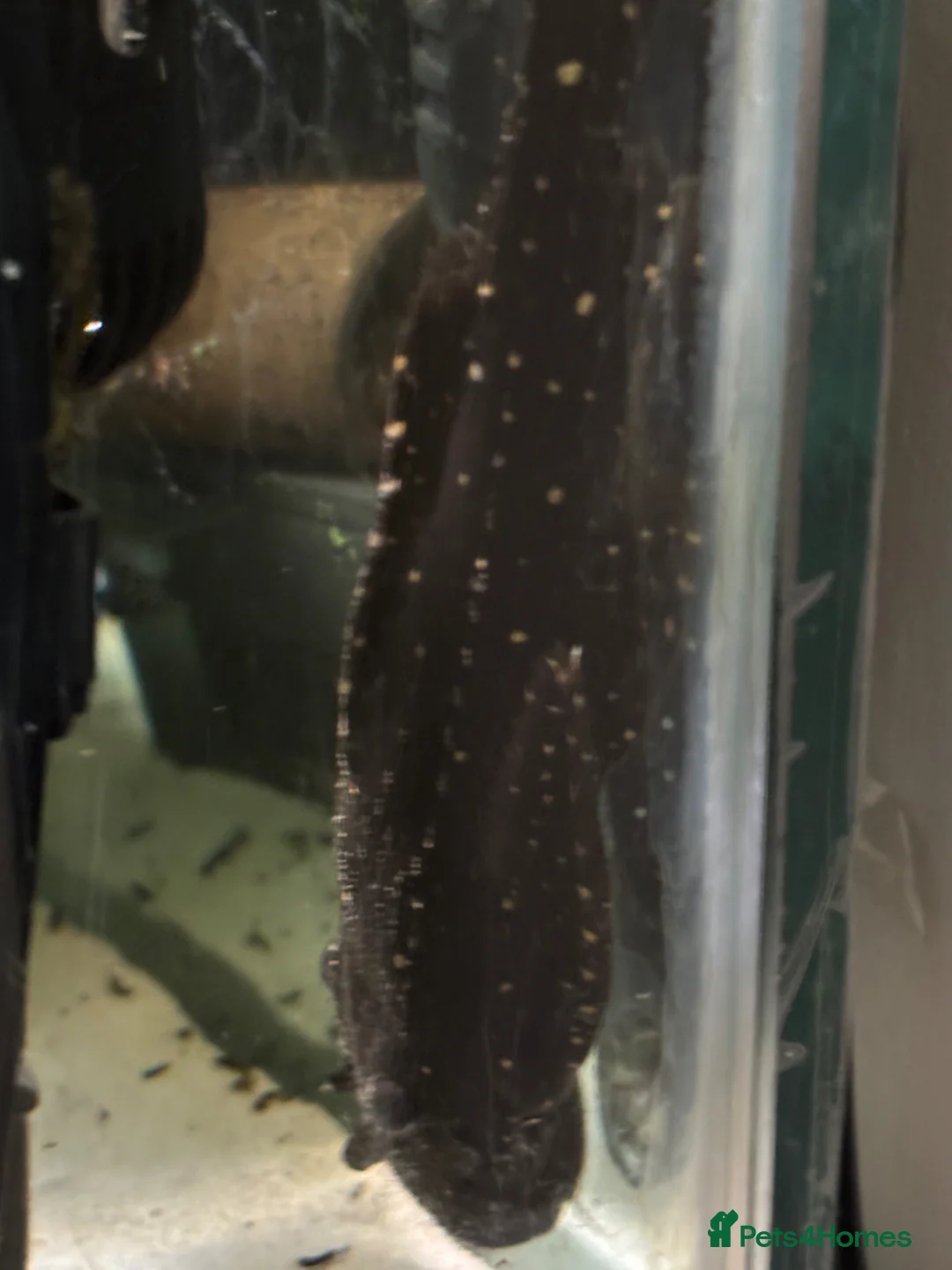 Plecos fish for sale: Adonis Pleco. 30cm.  - Advert 10