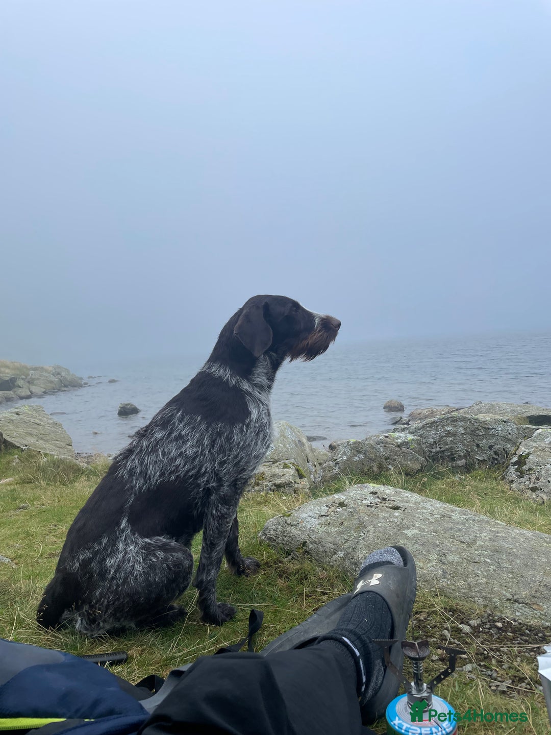 German Wirehaired Pointer dogs for sale: PUPS DUE 25th September  - Image 8