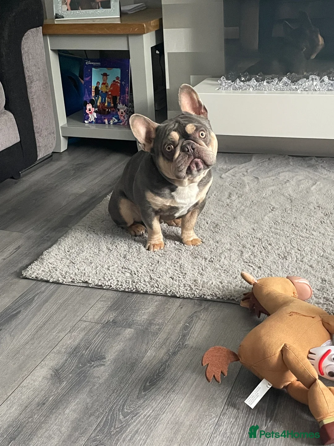 French Bulldog dogs for stud: FRENCHIE FOR STUD  in Tipton - Advert 9