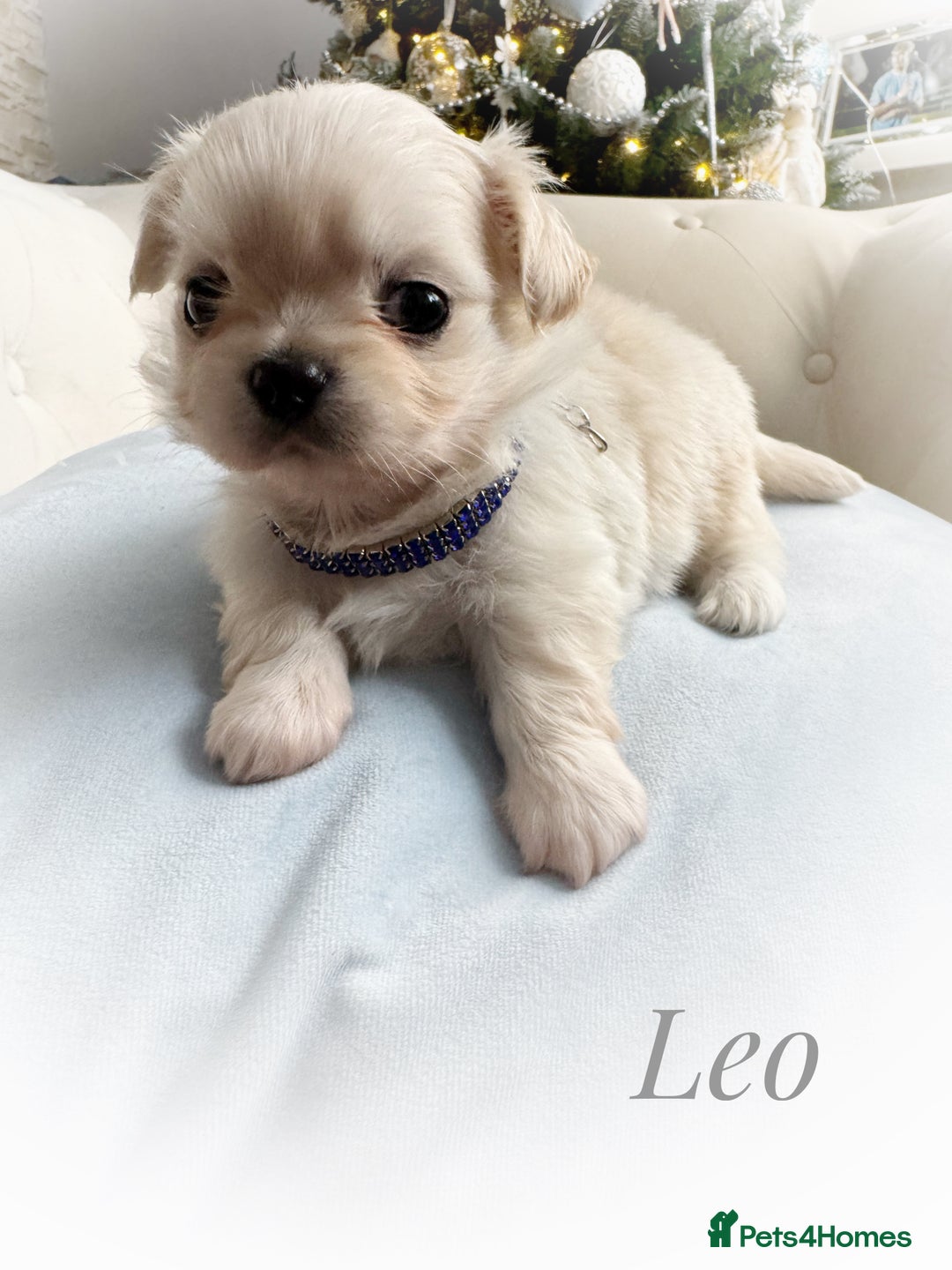 Chihuahua dogs for sale: KC long coat cream boy pet  - Advert 4