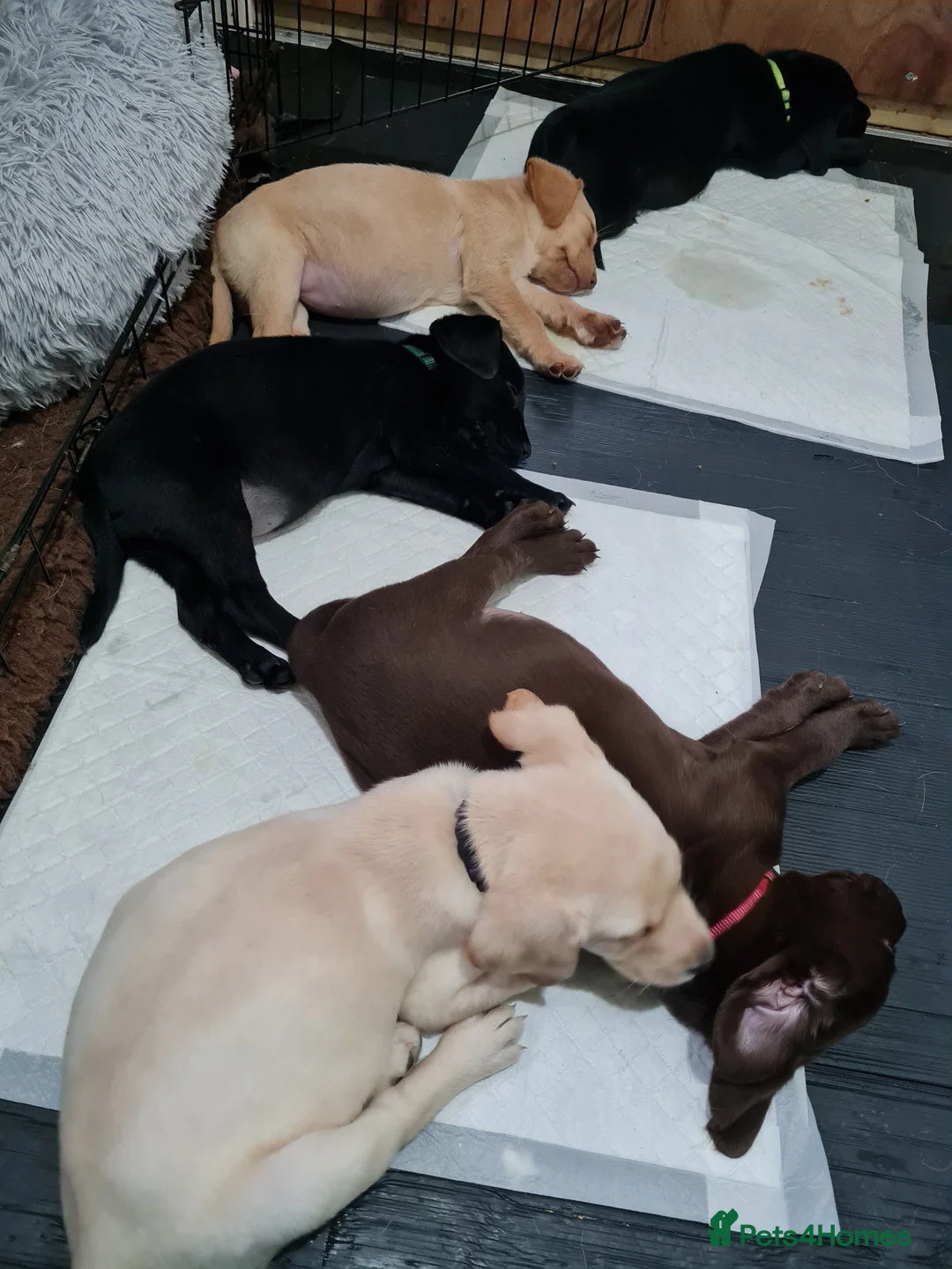 Labrador Retriever dogs for stud: Fox red Labrador up for stud duties ( PROVEN)  in Hengoed - Advert 7