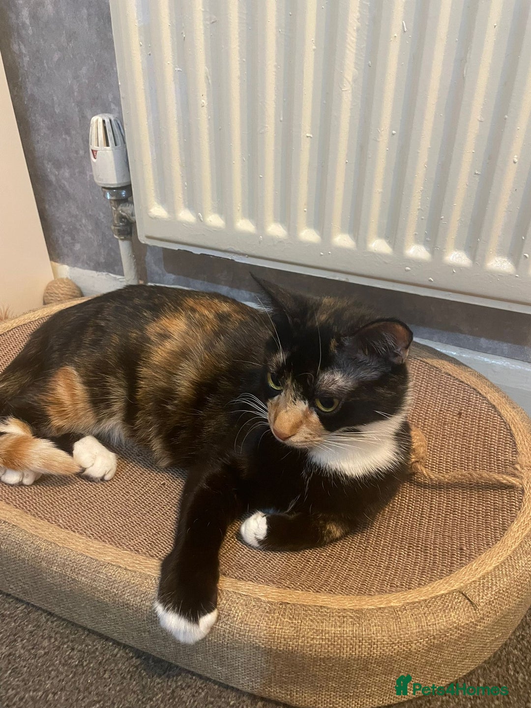 Mixed Breed cats for sale: Lovely cat for rehoming - Advert 1