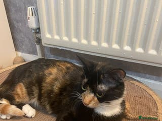 Mixed Breed cats Lovely cat for rehoming - Advert 16