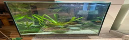 Other/Mixed Breed fish for sale: Tropical freshwater fish tank with fish - Advert 1