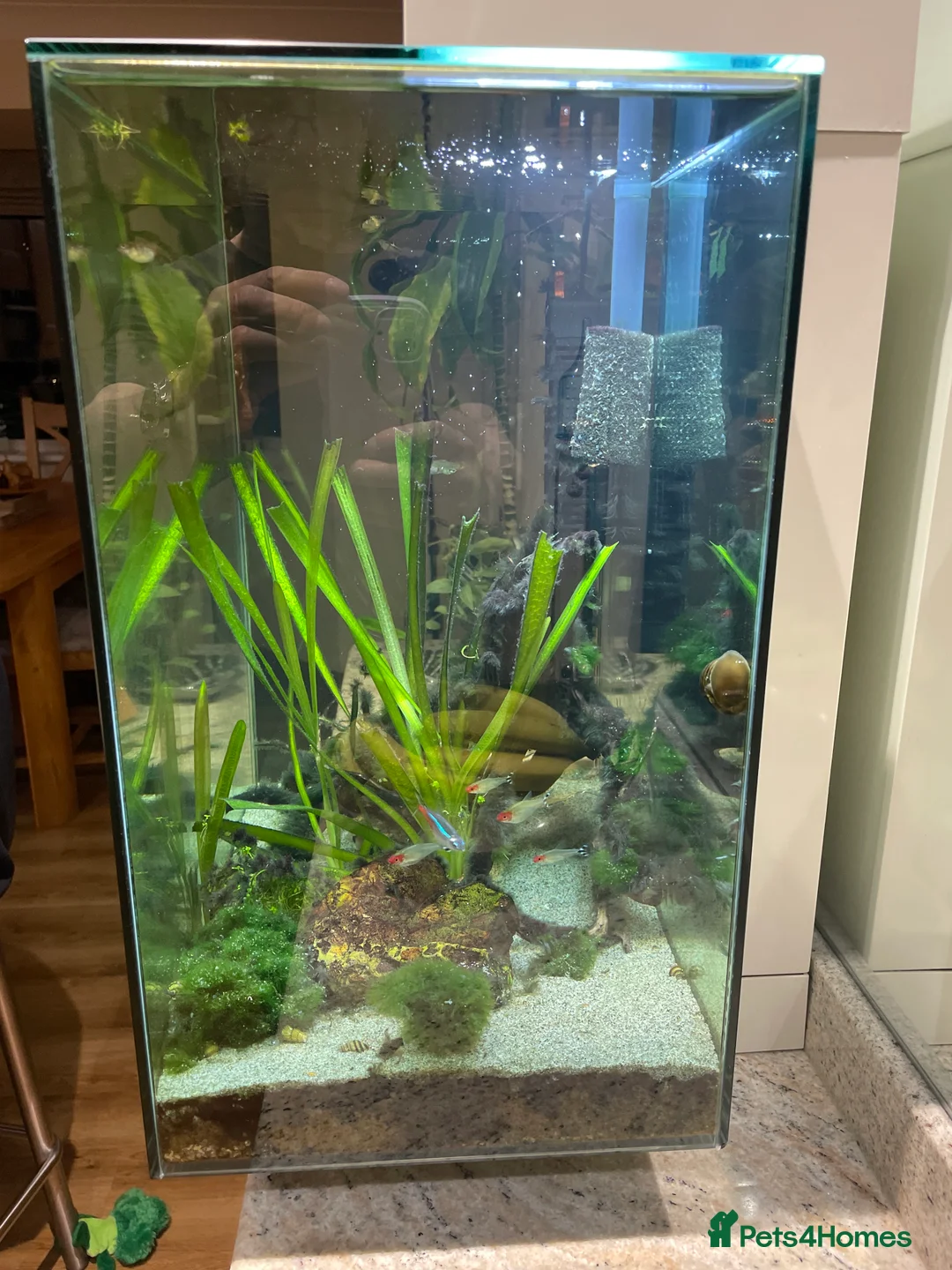 Other/Mixed Breed fish for sale: Tropical freshwater fish tank with fish - Advert 1