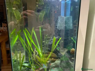 Other/Mixed Breed fish Tropical freshwater fish tank with fish - Advert 1
