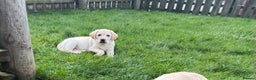 Labrador Retriever dogs for sale: Extensively health tested white chunky Labradors  - Advert 20
