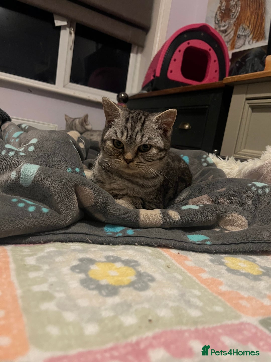 British Shorthair cats for sale: Silver British shorthair kittens  - Advert 8